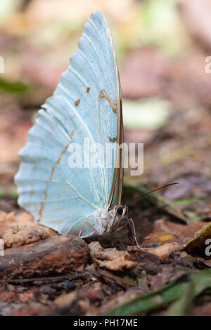 Morpho Butterfly, Morpho laertes, single adult feeding on rotten fruit. Taken April. Atlantic Rainforest, Brazil. Stock Photo