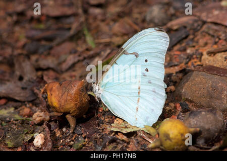 Morpho Butterfly, Morpho laertes, single adult feeding on rotten fruit. Taken April. Atlantic Rainforest, Brazil. Stock Photo