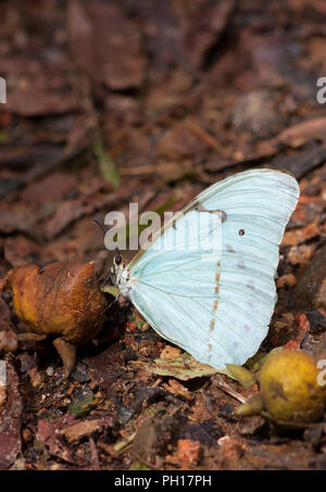 Morpho Butterfly, Morpho laertes, single adult feeding on rotten fruit. Taken April. Atlantic Rainforest, Brazil. Stock Photo