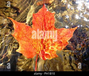 Autumn Reflection and Maple Leaf Stock Photo