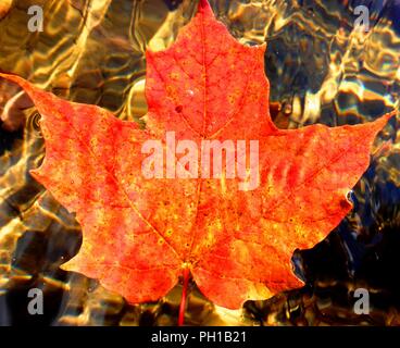 Orange maple leaf floating on water. Reflections and ripples Stock Photo