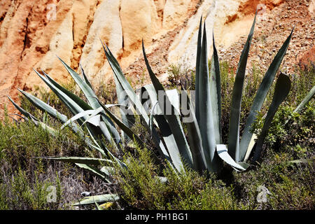 Agave flower - Vilamoura - Algarve - Portugal Stock Photo