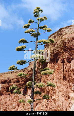 Agave flower - Vilamoura - Algarve - Portugal Stock Photo