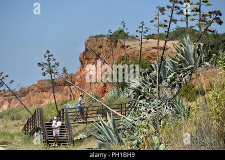 Agave flower - Vilamoura - Algarve - Portugal Stock Photo