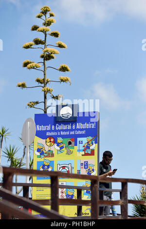 Agave flower - Vilamoura - Algarve - Portugal Stock Photo