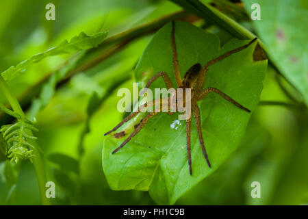 Juvenile Raft Spider (Dolomedes fimbriatus) (female) on a leaf. Stock Photo