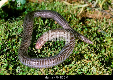 Iberian worm lizard (Blanus cinereus). Southern Spain. Europe Stock Photo