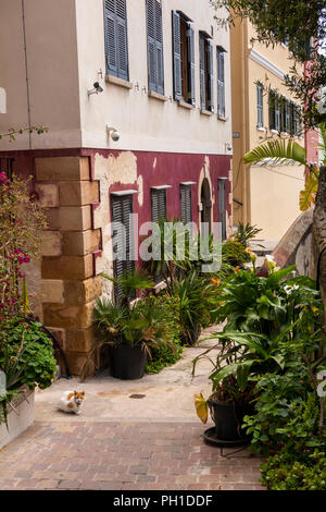 Gibraltar, Upper Town, Castle Ramp, plants lining back street, outside ...