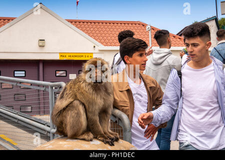 Gibraltar, Upper Town, Willis’ Road, Barbary Ape sat on gatepost begging from young men Stock Photo