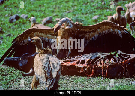Griffon Vulture or Eurasian Griffon (Gyps fulvus) - eating carrion. Southern Spain. Europe Stock Photo