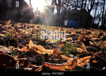 Fallen colored leaves. The fallen to the ground yellowed maple leaves in autumn season. Foliage illuminated backlit sun. The photo was taken from the  Stock Photo