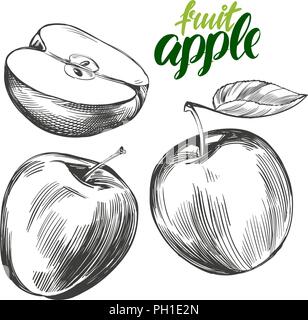 apple fruit set hand drawn vector illustration sketch Stock Vector