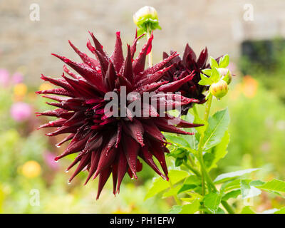 Large, dark red cactus flower of the half hardy summer toautumn flowering Dahlia 'Black Narcissus'