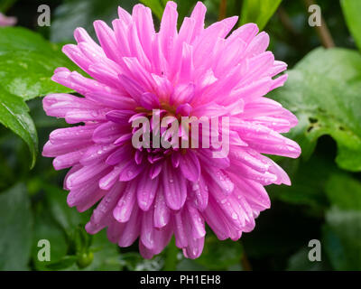 Semi cactus pink flower of the summer bloming half hardy tuber, Dahlia 'Pink Preference' Stock Photo