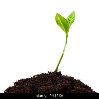 Young green plant sprout in the soil, farming and agriculture, pepper ...