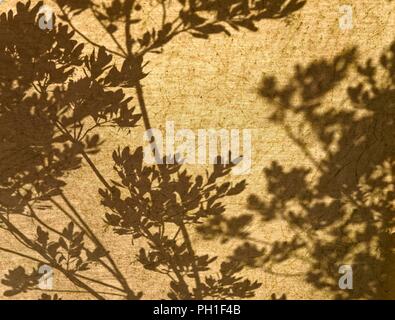 Shadow of shrub and leaves on a brown textured background Stock Photo
