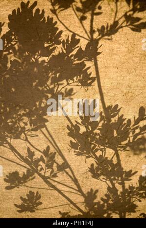 Shadow of shrub and leaves on a brown textured background Stock Photo
