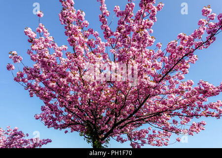 Cherry blossom tree against blue sky semipathic simple photo Stock Photo