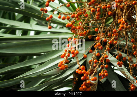 dracaena draco,  part of a tree with orange small berries, many on a branch, thin green leaves on all photos, fruits on the right side, sunlight, Stock Photo