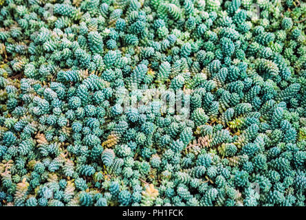 a lot of small Graptopetalum succulents with plump petals are blue, green and orange, thin and long with round plump leaves of the plant Stock Photo