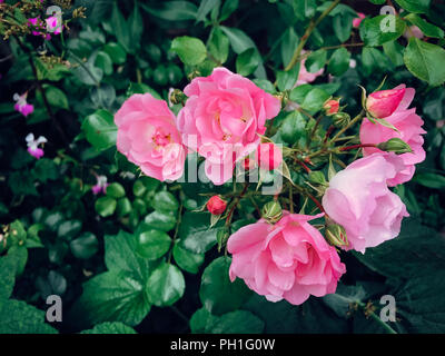 Pink Roses Blooming in a Garden Stock Photo