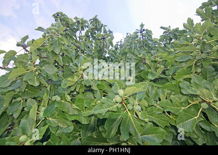 Fig tree Figs Mallorca Majorca Spain Balearic Islands 