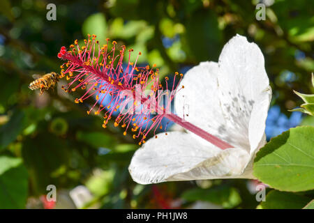 White Kauai Rosemallow or kokiʻo keʻokeʻo (Hibiscus waimeae) being visited by a honey bee, growing in  Koke'e State Park in Kauai, Hawaii, USA. Stock Photo