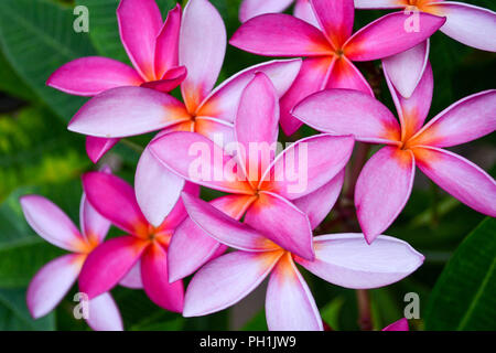 Blooms of a pink-flowering variety of red frangipani (Plumeria rubra) in Kauai, Hawaii, USA Stock Photo