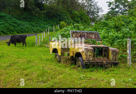 Abandoned old and rusted car decaying in the middle of the green rain forest with a black cow behind, in Volcan Arenal in Costa Rica.