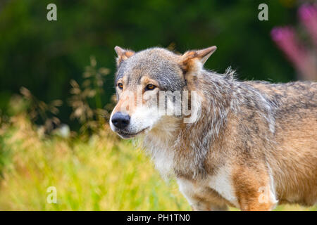 Large male grey wolf standing in a field in the forest Stock Photo