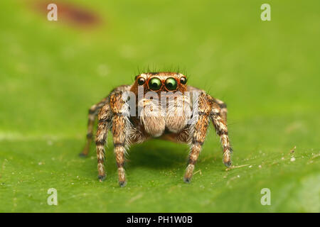 Jumping spider (Evarcha falcata) on bramble leaf. Tipperary, Ireland Stock Photo