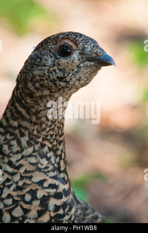 Closeup of brown feathers and plumage of a wild bird Stock Photo - Alamy