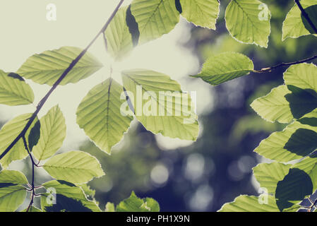 Retro instagram style image of a fresh green spring beech leaves with sun flare. Stock Photo