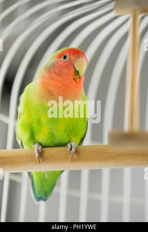 Rosy Faced Lovebird in a cage looking down at the camera. Stock Photo