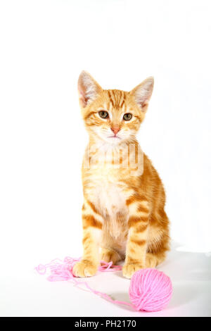 Ginger mackerel tabby kitten playing with a ball of pink wool Stock Photo
