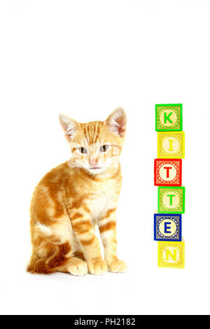 Ginger mackerel tabby kitten sat next to wood alphabet blocks isolated on a white background Stock Photo