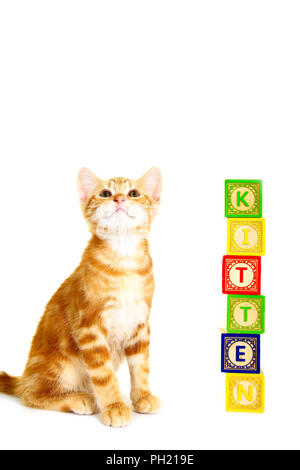 Ginger mackerel tabby kitten sat next to wood alphabet blocks isolated on a white background Stock Photo