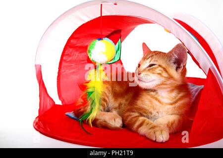 Ginger mackerel tabby kitten sat in a cat activity tent Stock Photo