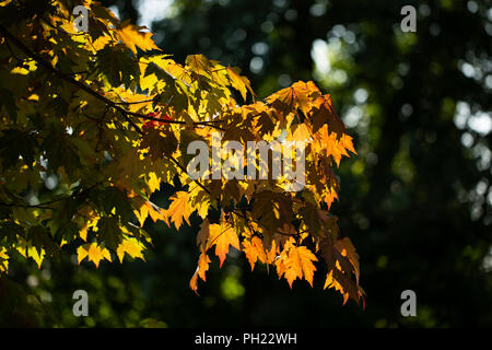 Maple (Acer) leaves with fall colors beginning to turn, with the shining sun peeking through. Stock Photo