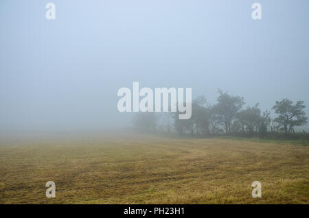 Misty grassy field and silhouetted trees in early morning light in Ireland Stock Photo