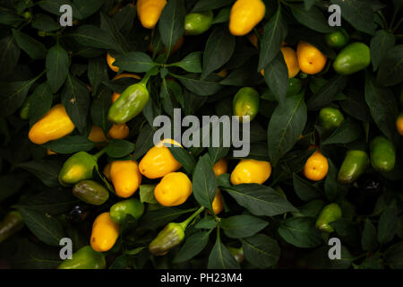 An ornamental pepper plant (Capsicum annuum) in the variety Karneval Orange. Stock Photo