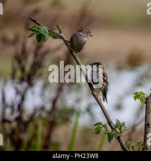Male and Female House Sparrow, Passer domesticus, perched on a twig against a defocussed, natural autumnal background. Stock Photo