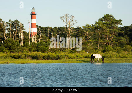 A wild pony in front of Assateague Lighthouse on Assateague Island in the Chincoteague National Wildlife Refuge on the Eastern Shore of Virginia. Stock Photo