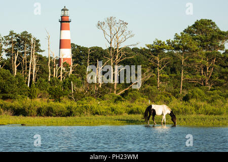 A wild pony in front of Assateague Lighthouse on Assateague Island in the Chincoteague National Wildlife Refuge on the Eastern Shore of Virginia. Stock Photo