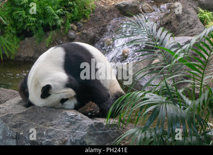 Giant panda Calgary Zoo Alberta Canada Stock Photo