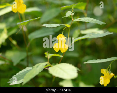 The delicate yellow flower of the Pale Jewelweed (Impatiens pallida) plant growing in the woods Stock Photo