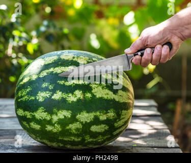 human hand holds an iron kitchen knife against the background of a whole watermelon, close up Stock Photo