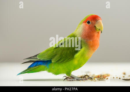 Beautiful colorful agapornis bird on white with seeds at its feet. Stock Photo