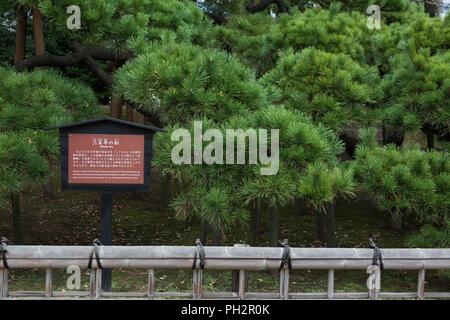 300 years old pine tree named '300-Year Pine' in the Hamarikyu Gardens, Chuo, Tokyo, Japan, November 30, 2017. () Stock Photo
