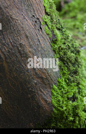 Moss Covered Tree in a Forest in San Francisco's Golden Gate Park Stock Photo